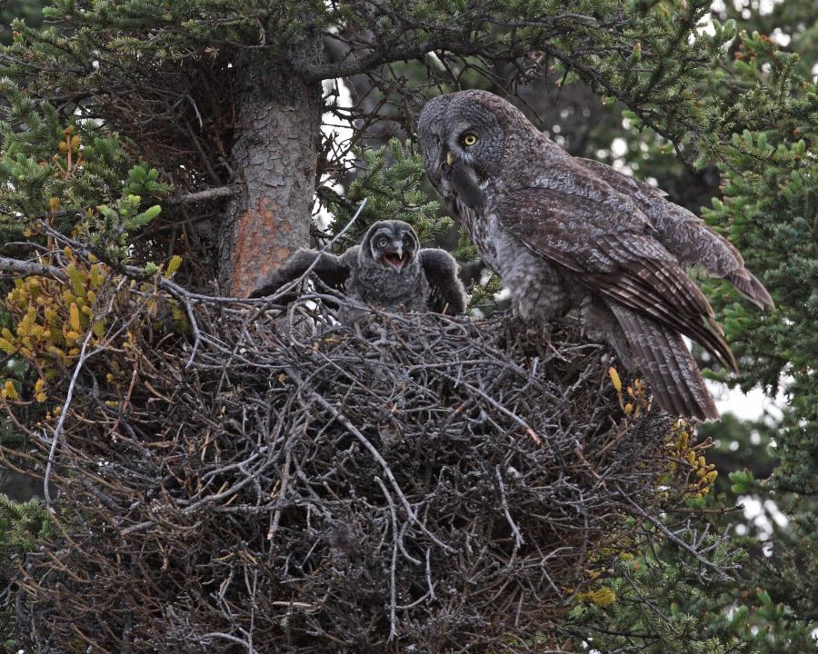 great-gray-owl-nest-zoology-division-of-birds